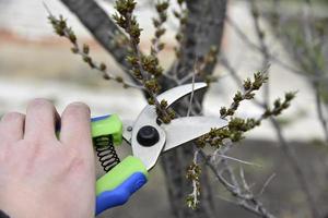 Gartenschere im Einsatz im Garten im Frühjahr foto