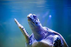 Schildkröte schwimmen foto