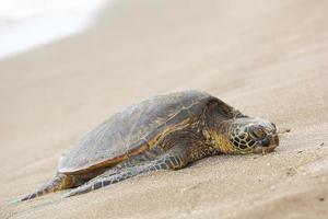 schöne gefährdete grüne Meeresschildkröte foto