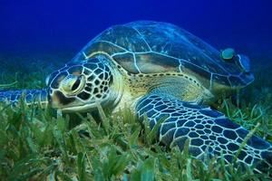 grüne Schildkröte foto