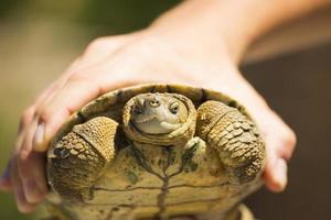 Schildkröte gefangen