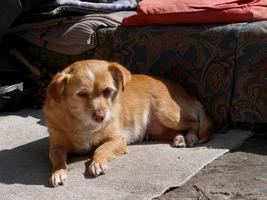 ein brauner hund, der unter der sonne sitzt foto