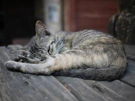 Nahaufnahme einer Katze, die auf der Bank schläft foto