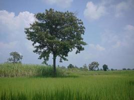 ein eigenständiger Baum im tropischen grünen Feld im blauen Himmel foto