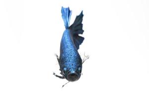 ein blauer siamesischer Kampffisch auf weißem Hintergrund foto