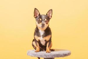 Foto eines Chihuahua-Hundes auf gelbem Hintergrund. Haustier Hund.