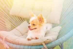 weißer Chihuahua-Welpe in einem Sessel. Hund, Haustier. Welpe an einem sonnigen Tag. foto