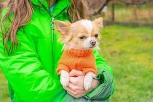 weißer und roter Hund. chihuahua-hund in einem orangefarbenen pullover in den armen eines mädchens in einer grünen jacke. foto