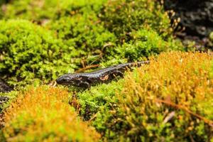 Salamander in Moos foto