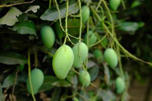 frische grüne Mango in einem Garten foto