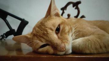 orange katze schläft auf dem tisch foto