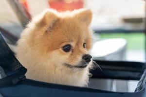 Nahaufnahme der Verfolgung des süßen kleinen pommerschen Hundes im Kinderwagen, Spaziergang in einem Stadtpark, nehmen Sie das Haustier an einem sonnigen Sommertag mit auf eine Reise. foto