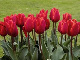 Schöne rote Tulpen, die in einem Garten blühen foto