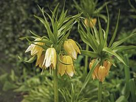 Crown Imperial Fritillaria Imperialis Lutea Maxima gelbe Blüten foto