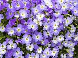 nahaufnahme von aubrieta blumen regado blau zweifarbig foto