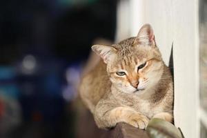 Porträt einer grauen Katze mit Streifen auf dem Boden, Nahaufnahme, selektiver Fokus, hochwertiges Foto, thailändische Katze. foto