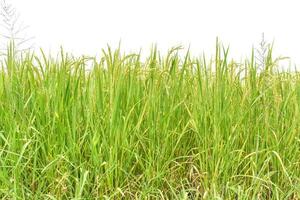 Grünes Reisfeld isoliert auf weißem Hintergrund. foto
