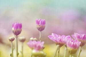 weiche Chrysanthemenblume mit Sonnenschein und süßem, warmem Bokeh aus Licht. Pastellfarbe foto