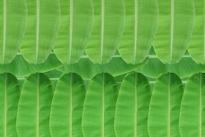 hintergrund der frischen grünen bananenblattbeschaffenheit. foto
