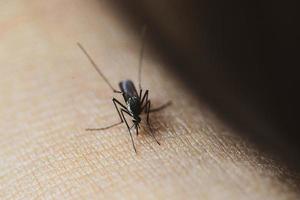 Mücken in tropischen Wäldern saugen Blut auf menschlicher Haut. foto