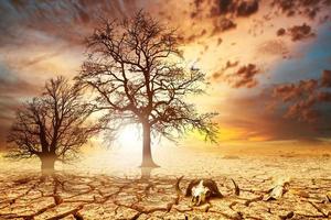 Bäume sterben an Dürre aufgrund der globalen Erwärmung und Entwaldung. das konzept, die erde zu retten, die umwelt zu schützen foto