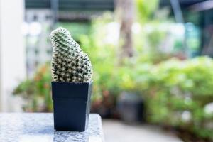 Kleiner grüner Kaktus-Pflanzentopf auf dem Tisch im Garten Naturhintergrund mit Sonnenlicht. foto