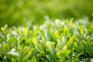 Tee Plantage foto