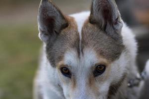 westsibirischer laika, russischer jagdhund, wilder wolfshund foto