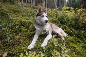 Sibirischer Huky-Hund im Wald im Freien, Laika, Wolfshund foto