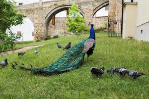 Porträt des schönen Pfaus im Park foto