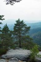 landschaft in den bergen im nationalpark der tschechischen schweiz, kiefernwald und felsen foto