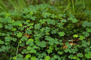Nahaufnahme von grünem Klee und Moos im Frühlingswald foto