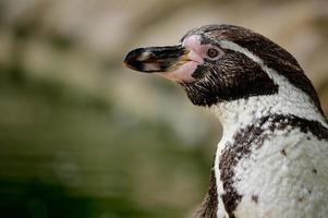 Humboldt-Pinguin (Spheniscus humboldti) foto