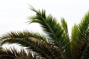 Palme im Süden von Thailand foto