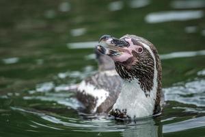 Humboldt-Pinguin foto