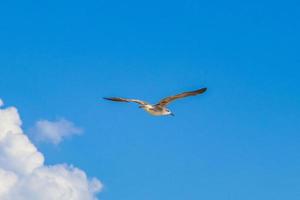 Fliegender Möwenvogel mit blauem Himmelshintergrund Holbox-Insel Mexiko. foto