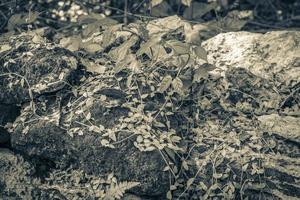 tropischer dschungel pflanzen bäume felsen steine muyil maya ruinen mexiko. foto