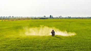 Bauern sprühen frühmorgens Herbizide auf grüne Reisfelder.