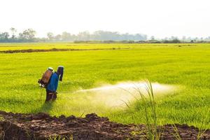 Bauern sprühen Herbizide auf grüne Reisfelder in der Nähe des Hügels. foto