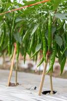 in der Nähe vieler grüner Chili-Ernten. foto