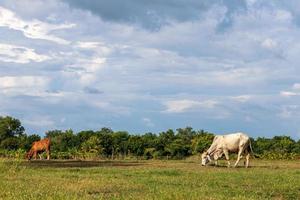 braune und weiße Kühe, die auf Gras grasen. foto