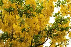 Cassia-Fistel, Golden Shower Tree. foto