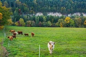 Bauernhof mit Hochlandrindern auf der grünen Wiese foto