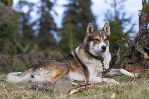 westsibirischer laika, russischer jagdhund, wilder wolfshund foto