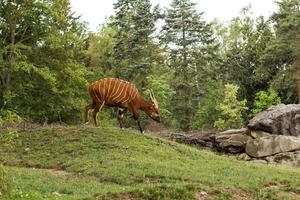 Bongo-Antilope, die alleine im Zoo spazieren geht foto