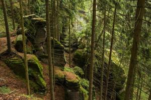 landschaft in den bergen im nationalpark der tschechischen schweiz, kiefernwald und felsen foto