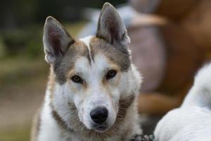 westsibirischer laika, russischer jagdhund, wilder wolfshund foto