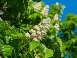 Nahaufnahme der Kastanienblüte im Frühling gegen den blauen Himmel foto