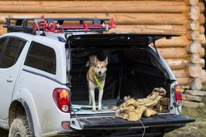 westsibirischer laika, russischer jagdhund, wilder wolfshund foto