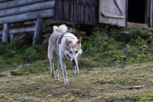 westsibirischer laika, russischer jagdhund, wilder wolfshund foto